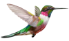 LEPPLE-Kolibri der Nachhaltigkeit